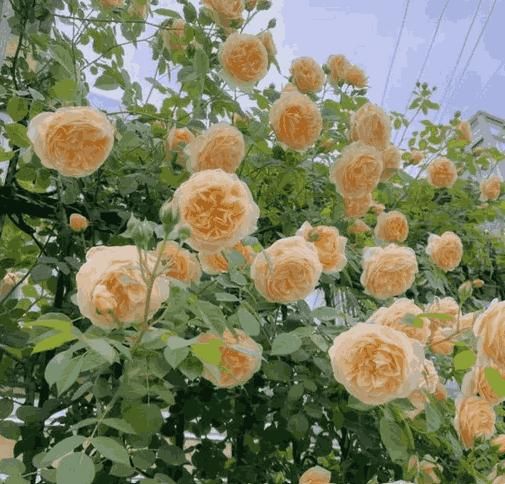 Elegant Climbing Rose Flower Seeds 200gm