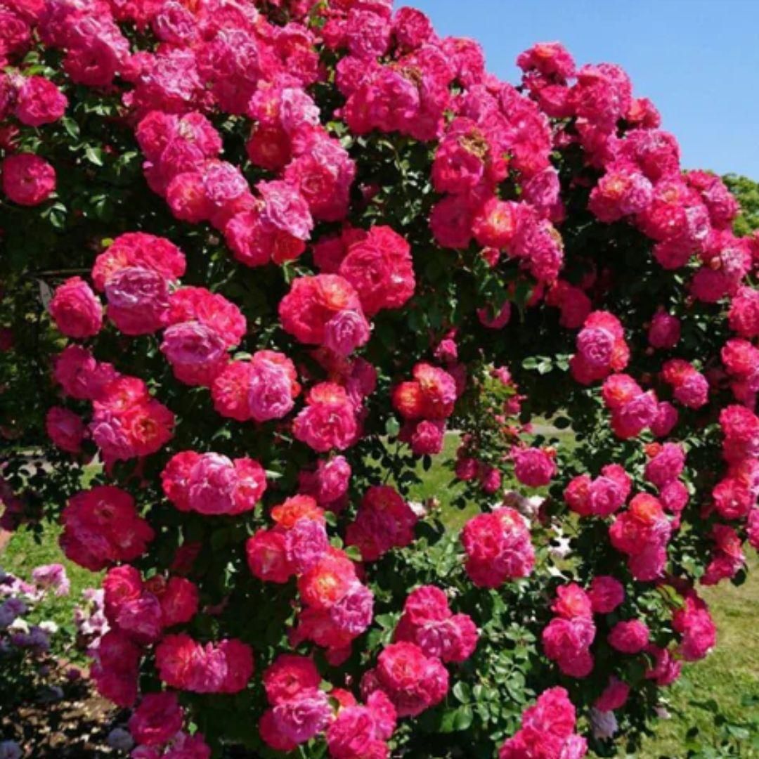 Elegant Climbing Rose Flower Seeds 200gm